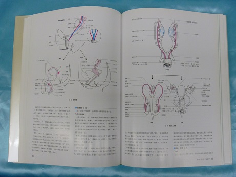 新泌尿器科手術のための解剖学-